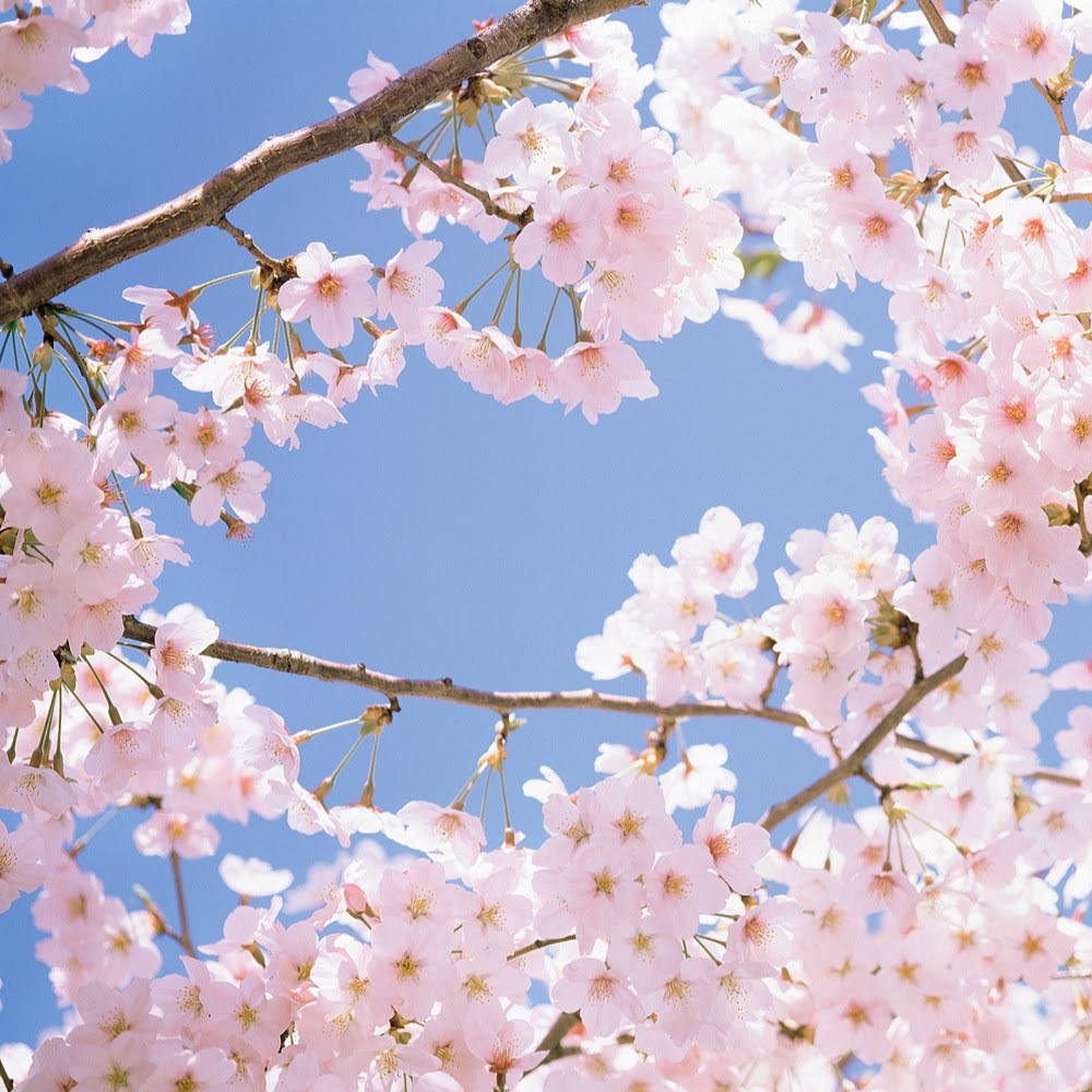 Meet your Posher, Saida